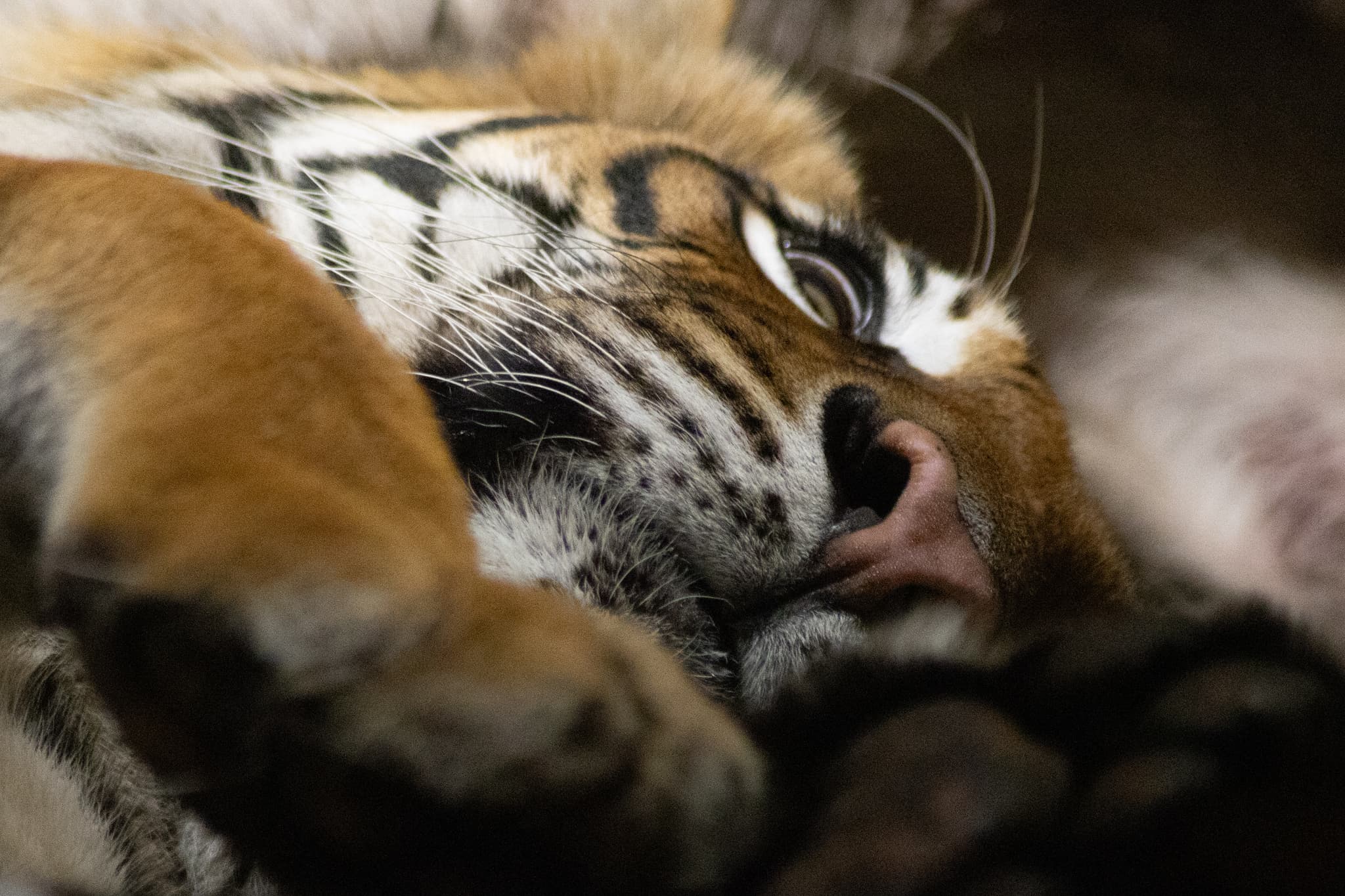 tygr novej fotak visco